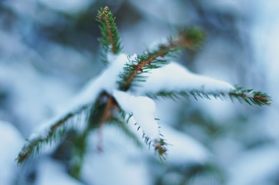 白天被雪覆盖的松树叶子